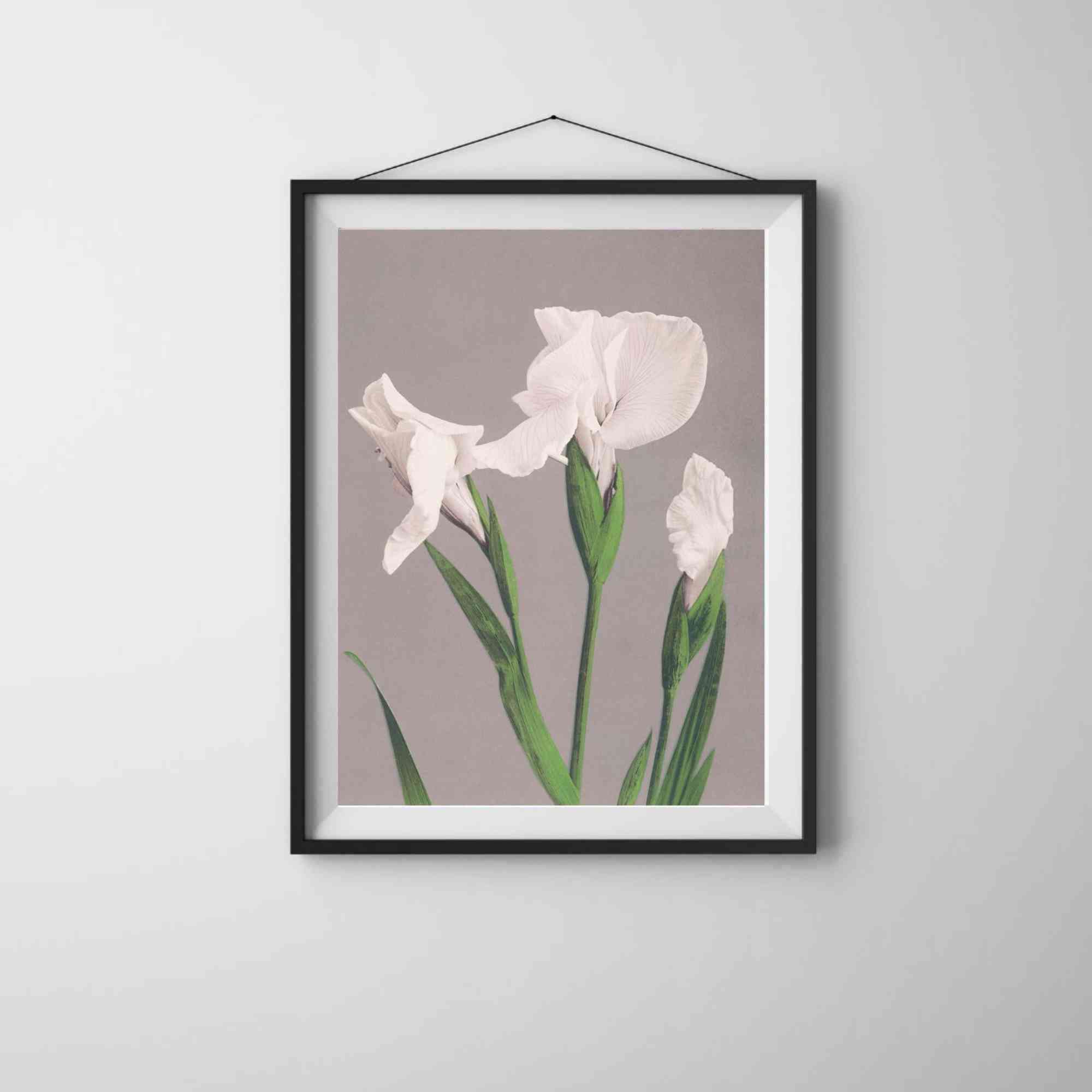 Lily Vintage Flower Poster