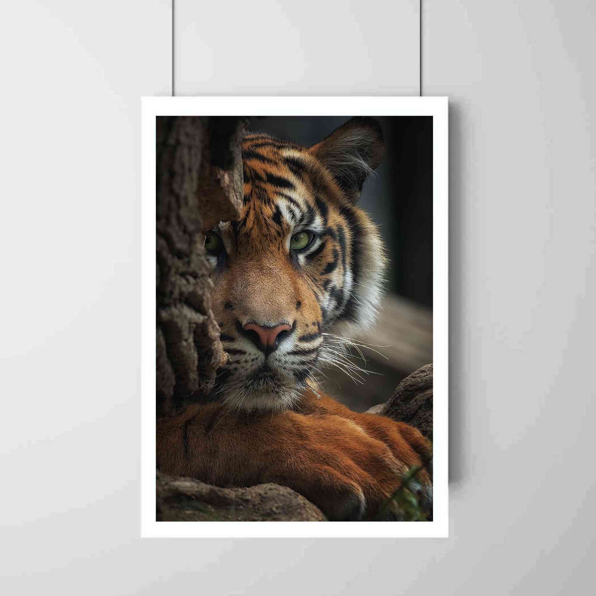 Tiger poster (1)