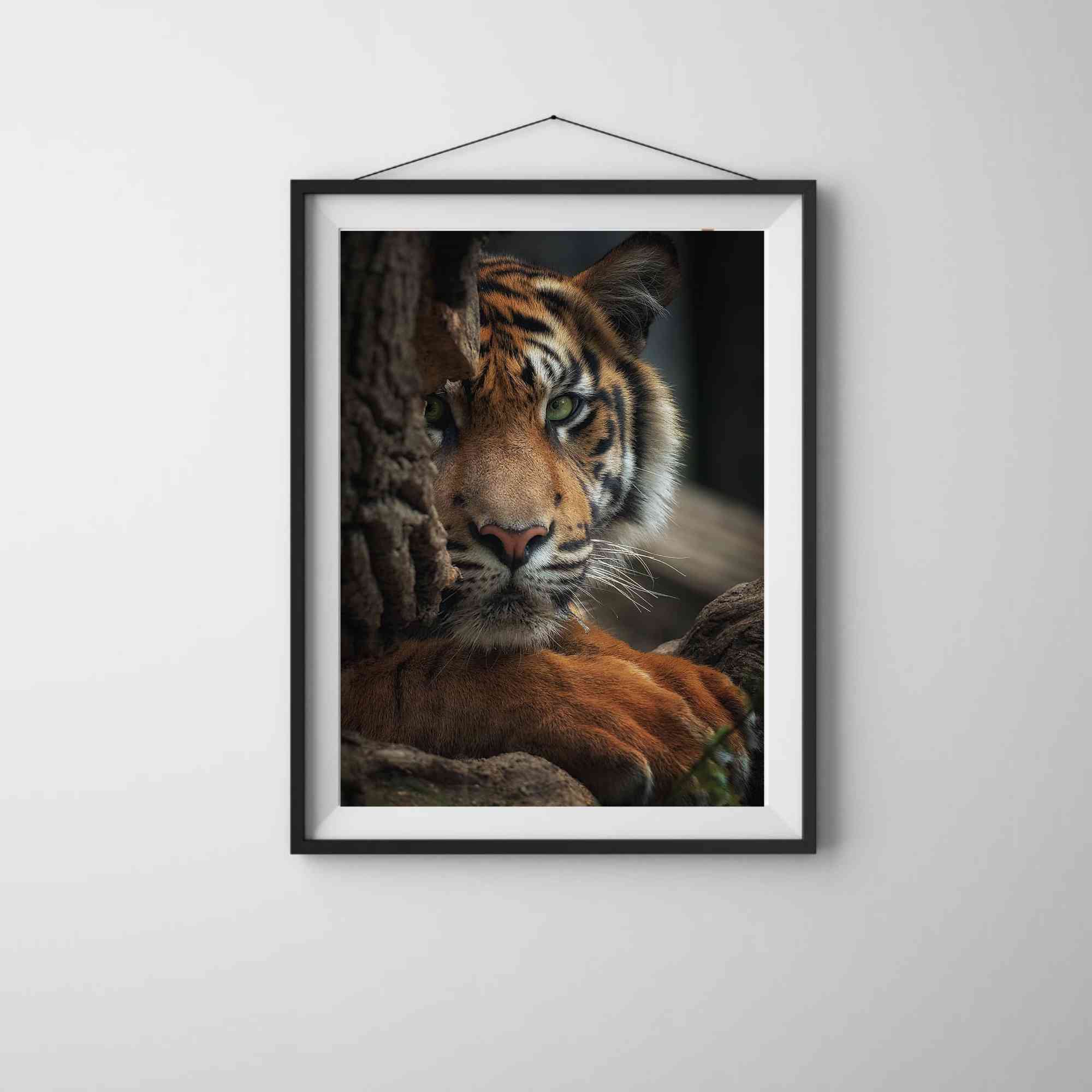 Tiger poster (2)